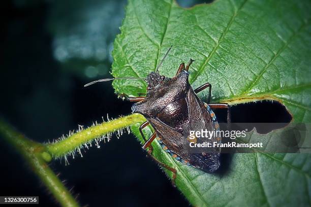 pentatoma rufipes red-legged shieldbug insect - halvvingar bildbanksfoton och bilder