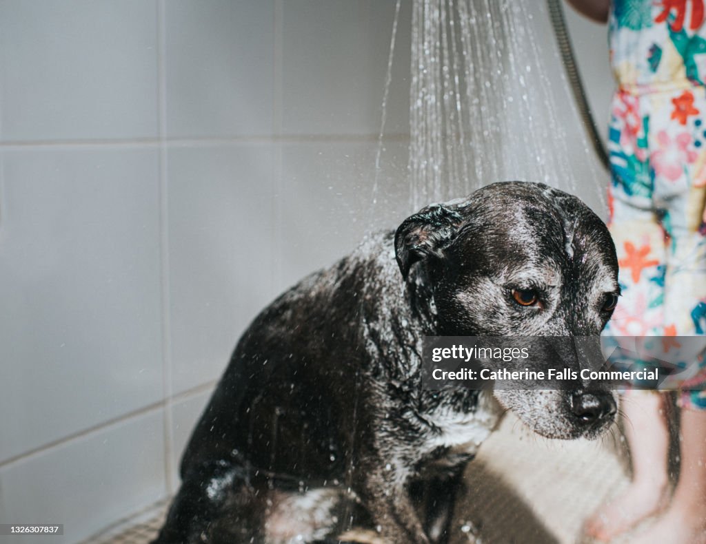 A displeased dog is showered in a wet room