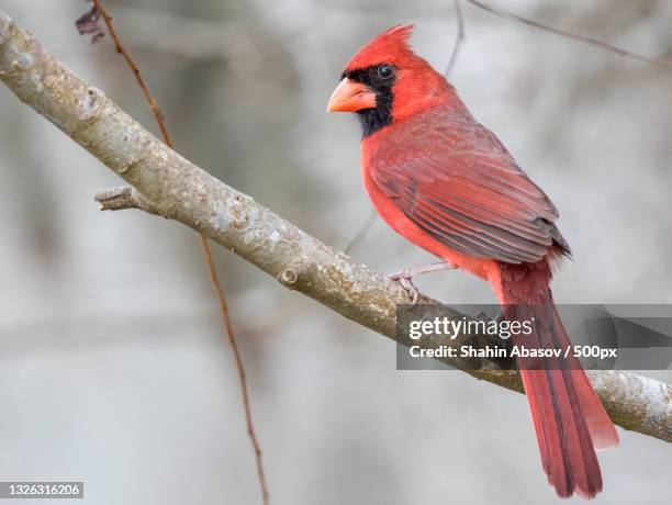 close-up of cardinal perching on branch - cardinal bird stock pictures, royalty-free photos & images