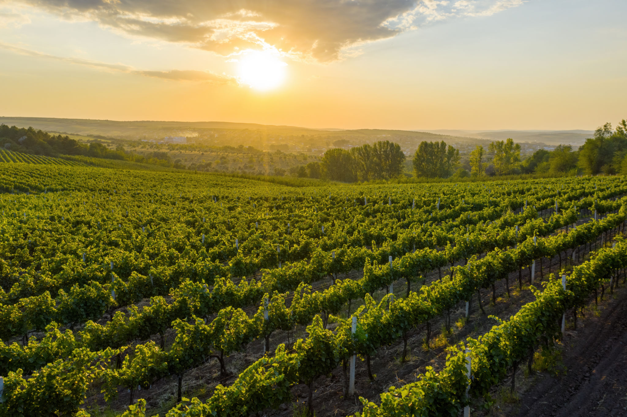 Beautiful sunset over green hills with cultivated vines, Cricova, Moldova Beautiful sunset over green hills with cultivated vines, Cricova, Moldova