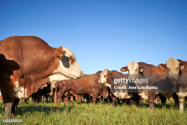 beautiful family portrait of cows. rural scene - província de la pampa - fotografias e filmes do acervo