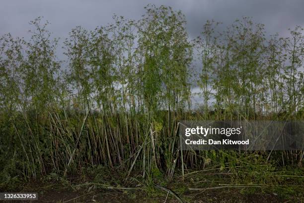 Hemlock grows beside a road on June 30, 2021 near Faversham, England. Hemlock is arguably the most infamous of poisonous plants, a recurring...