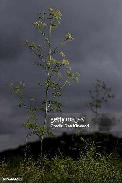 Hemlock grows in a field beside a road on June 30, 2021 near Faversham, England. Hemlock is arguably the most infamous of poisonous plants, a...