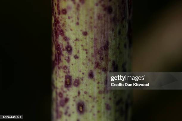Red botches on a stem of Hemlock growing beside a road on June 30, 2021 near Faversham, England. Hemlock is arguably the most infamous of poisonous...
