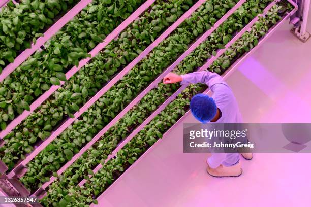 vista de alto ángulo del agricultor vertical comprobando el crecimiento de las plantas - hidropónica fotografías e imágenes de stock