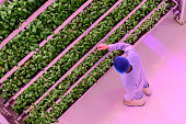 High angle view of vertical farmer checking plant growth