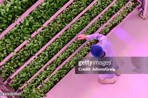 High angle view of vertical farmer checking plant growth High angle view of vertical farmer checking plant growth