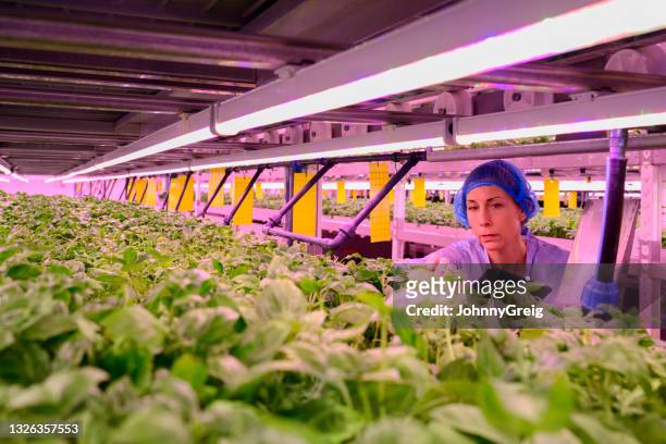 vertical farming specialist checking basil development - cleanroom stock pictures, royalty-free photos & images