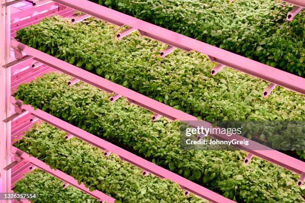 basil plants developing in vertical hydroponics environment - hydroponics stock pictures, royalty-free photos & images