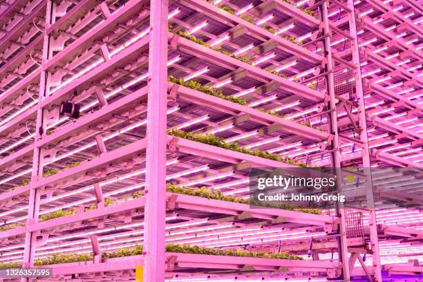 boden-zu-decken-regale aus basilikum, die in vertikalen farm wachsen - thinking outside the box englische redewendung stock-fotos und bilder