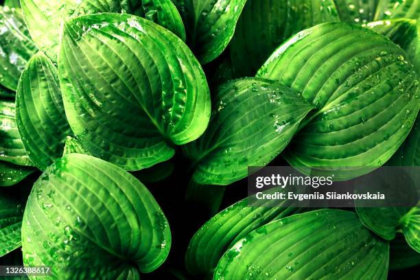 fresh green leaves outdoors at summer. - lush lawn stock pictures, royalty-free photos & images