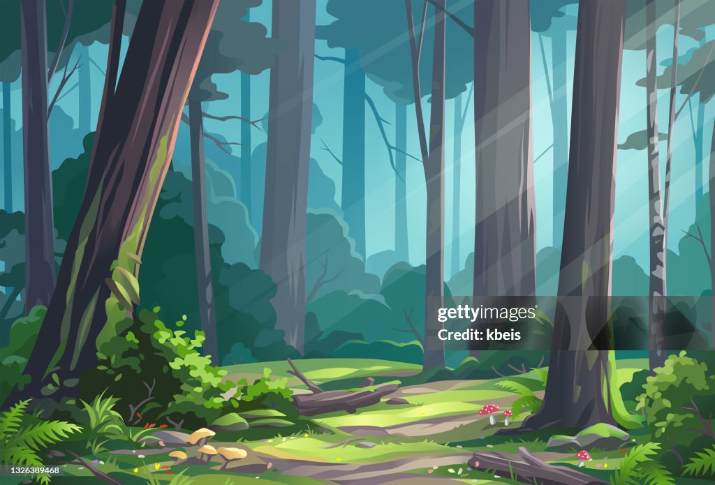 Beautiful Sunlit Forest