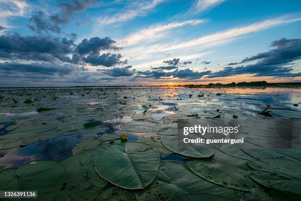 sunset in the danube delta - bioreserve stock pictures, royalty-free photos & images