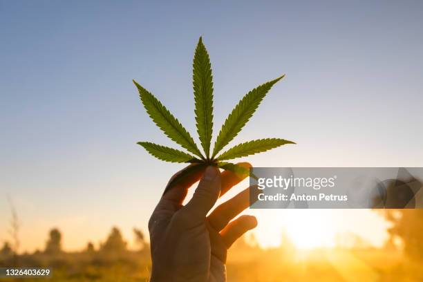 hand holding marijuana leaf against the sunset sky - cannabis terapeutica foto e immagini stock