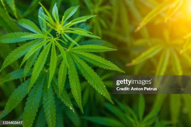 green bushes of marijuana. close up view of a young medical marijuana cannabis leaves - marijuana leaf stock pictures, royalty-free photos & images