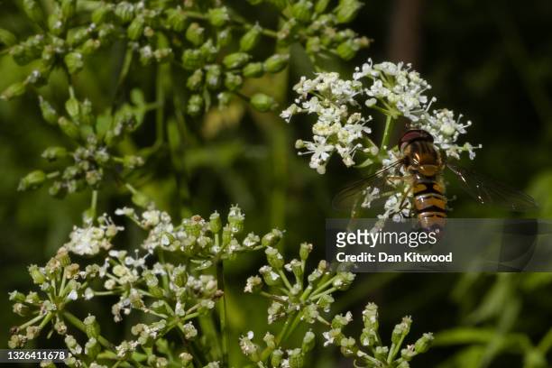 Hoverfly feeds on hemlock growing beside a road on June 30, 2021 near Faversham, England. Hemlock is arguably the most infamous of poisonous plants,...