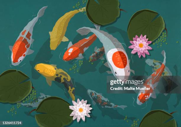 stockillustraties, clipart, cartoons en iconen met koi fish swimming in pond with lily pads - koi carp