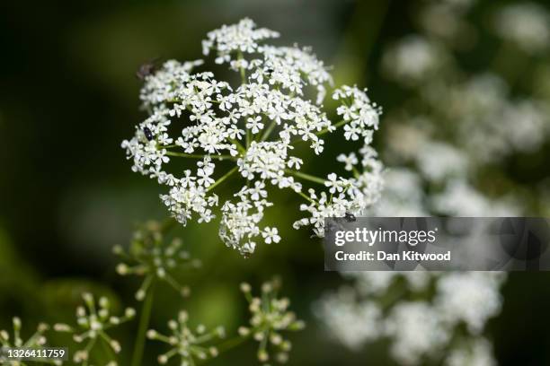 Hemlock grows in a field beside a road on June 30, 2021 near Faversham, England. Hemlock is arguably the most infamous of poisonous plants, a...