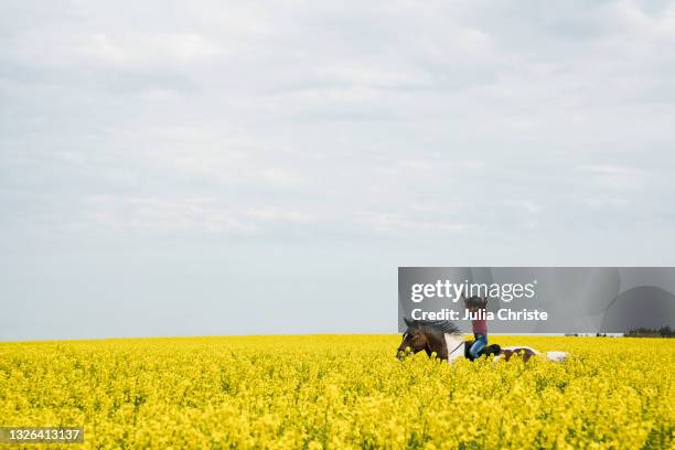 carefree girl riding horse in sunny yellow canola field - protective sportswear stockfoto's en -beelden