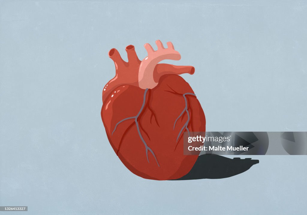 Human heart organ on blue background