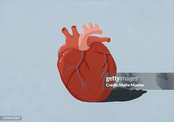 human heart organ on blue background - anatomical valve stock illustrations