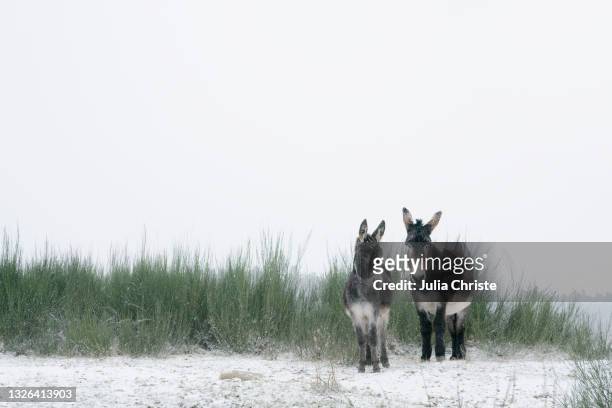 portrait two donkeys in snowy field - estel day stock-fotos und bilder