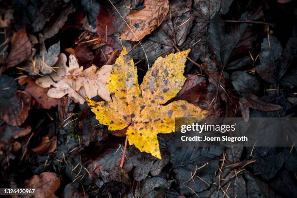 herbstblatt auf dem waldboden - ausgedörrt bildbanksfoton och bilder