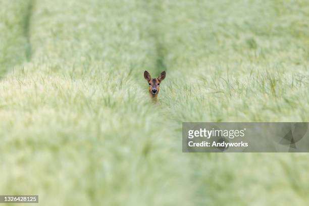 female roe deer - roe deer female stock pictures, royalty-free photos & images