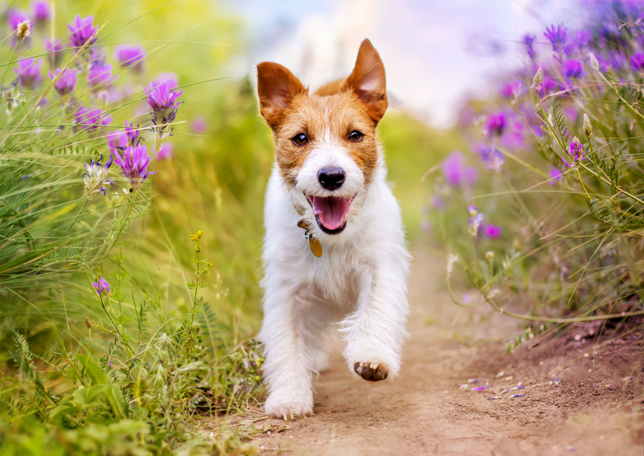 dog spring walk