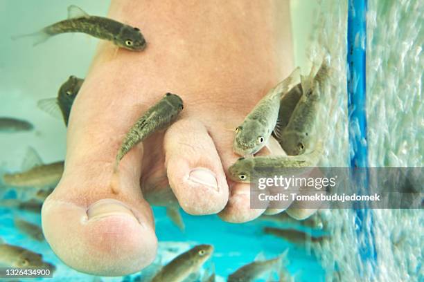 Kangal Fish Spring Palma Aquarium Photos and Premium High Res Pictures - Getty Images