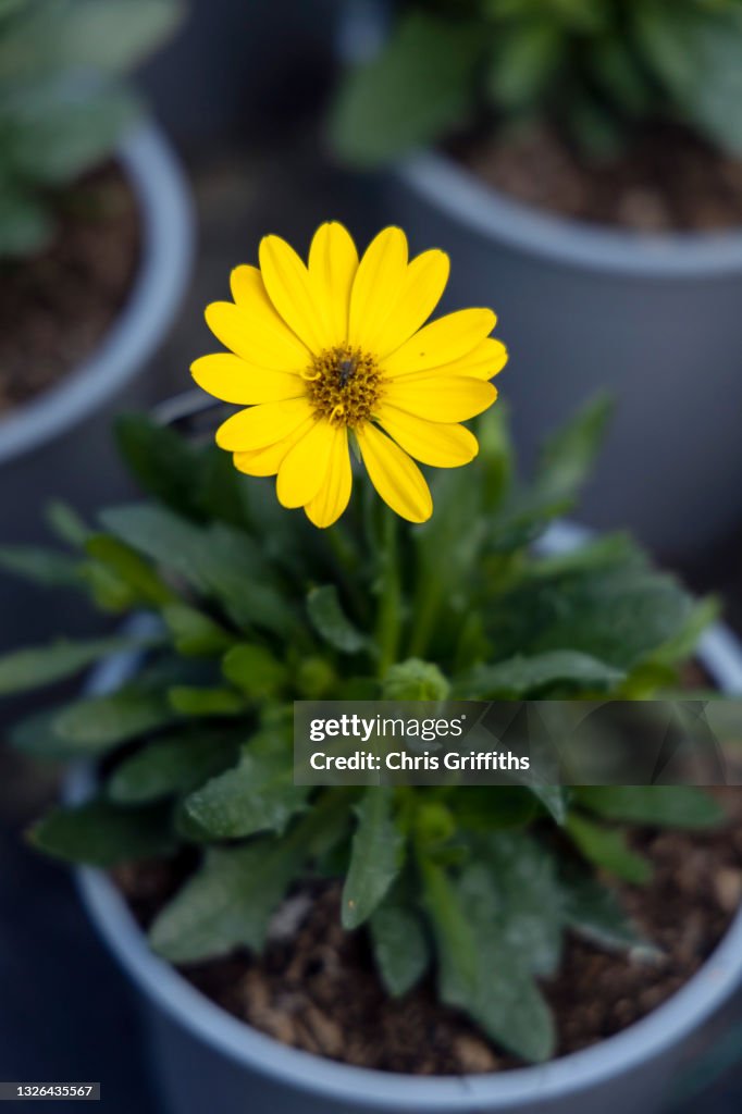 Close-up of yellow African Daisy / Osteospermum flower growing in a plant pot