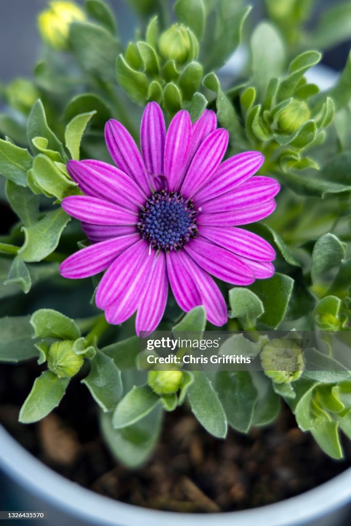 Close-up of purple African Daisy / Osteospermum flower growing in a plant pot