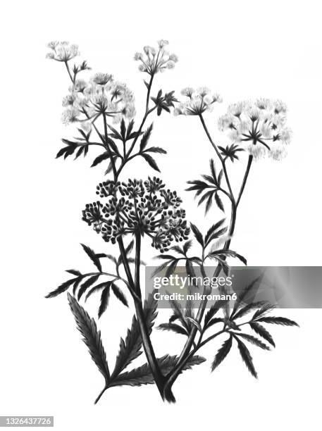 old engraved illustration of cowbane (cicuta virosa) - several poisonous plant - cicuta virosa stock pictures, royalty-free photos & images