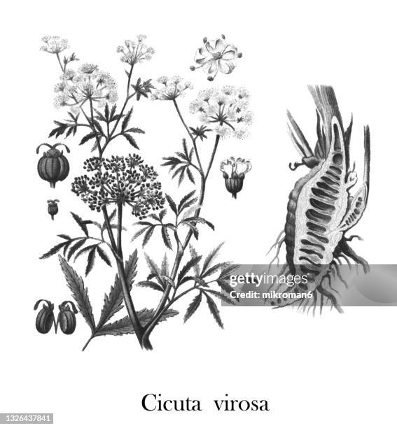old engraved illustration of cowbane (cicuta virosa) - several poisonous plant - cicuta virosa stock pictures, royalty-free photos & images