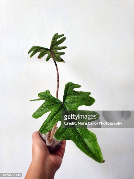 hand holding alocasia sp sulawesi jacklyn - endangered species stock pictures, royalty-free photos & images