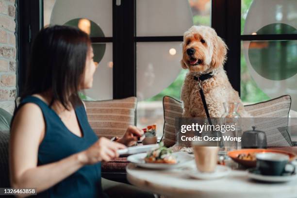 young woman having lunch with her dog at a dog friendly cafe - 犬　人　カフェ ストックフォトと画像