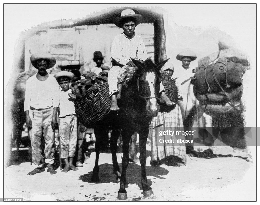 Antique black and white photograph: Boy carrying plantains to market, Aguadilla, Puerto Rico