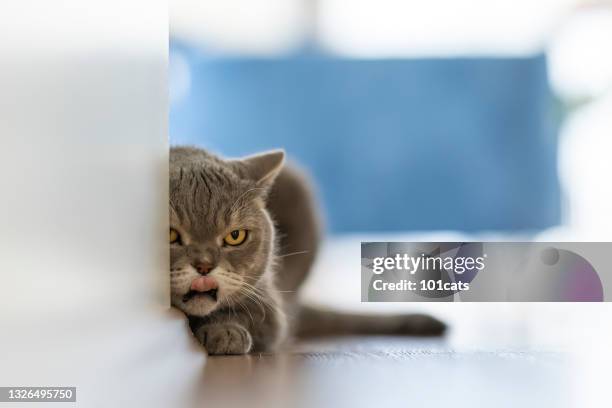 fat cat hiding behind the wall - overweight cat stock pictures, royalty-free photos & images