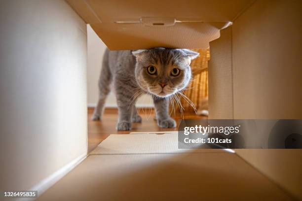 curious cat is looking at what's inside the cardboard box - cute or scary curious animal costumes from the archives stockfoto's en -beelden