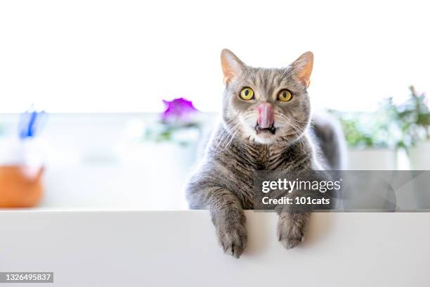 british shorthair cat posing on the corian kitchen counter. - feet lick stockfoto's en -beelden