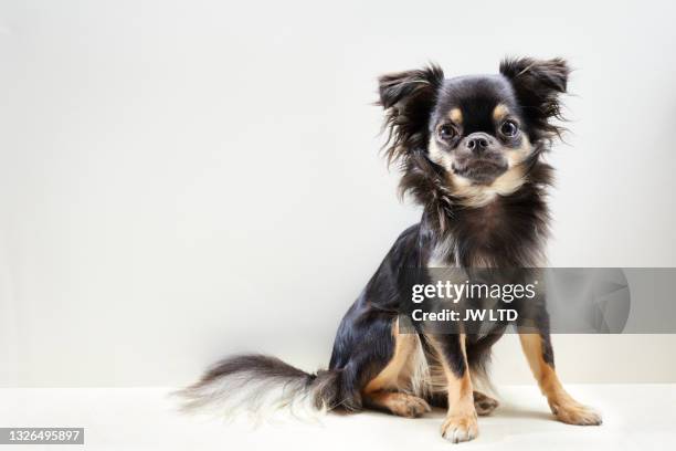 638 Long Haired Chihuahua Photos and Premium High Res Pictures - Getty Images 638 Long Haired Chihuahua Photos And Premium High Res Pictures - Getty Images
