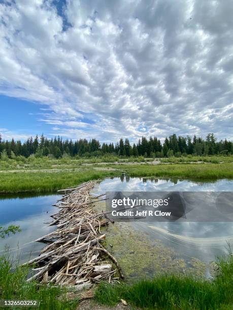 beaver dam and trees - bever stockfoto's en -beelden