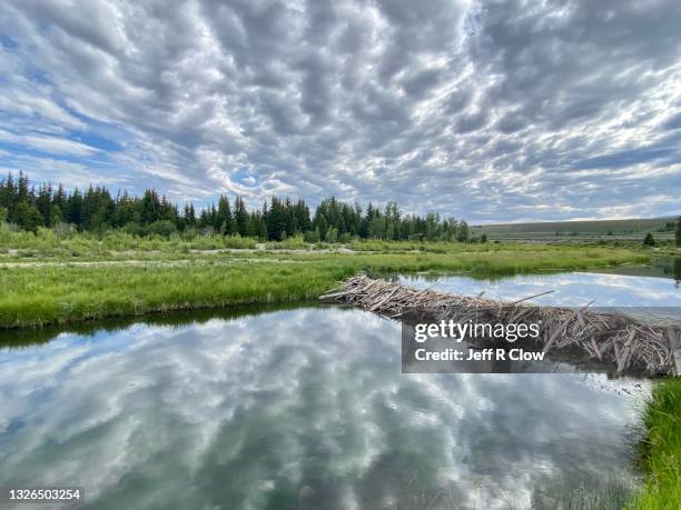 beaver dam and trees in wyoming - beaver dam stock pictures, royalty-free photos & images