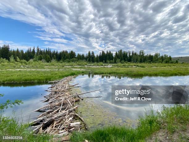 beaver dam along a snake river tributary - beaver dam stock pictures, royalty-free photos & images