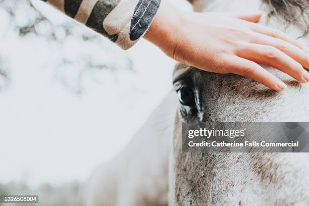 a child consoles a sad horse - racehorse owner stock pictures, royalty-free photos & images