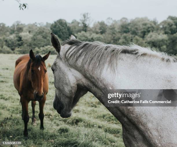 a white horse turns to face a brown horse in a field - butting stock pictures, royalty-free photos & images