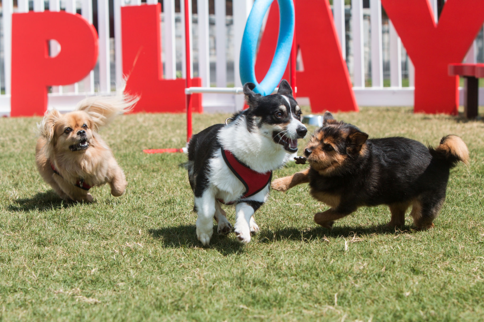 Dogs Joyfully Play And Run In Dog Park Dogs Joyfully Play And Run In Dog Park