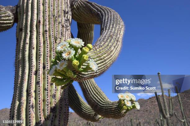 saguaro flower blooming in spring at saguaro national park, az - arizona cactus stock-fotos und bilder