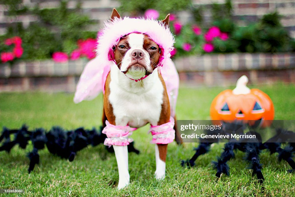 Boston terrier in princess costume