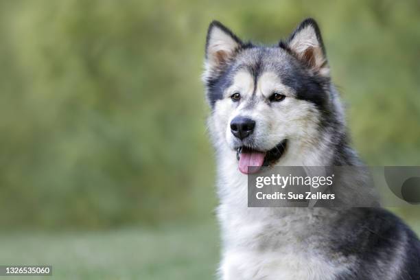 alaskan malamute sitting in field - alaskan malamute stockfoto's en -beelden